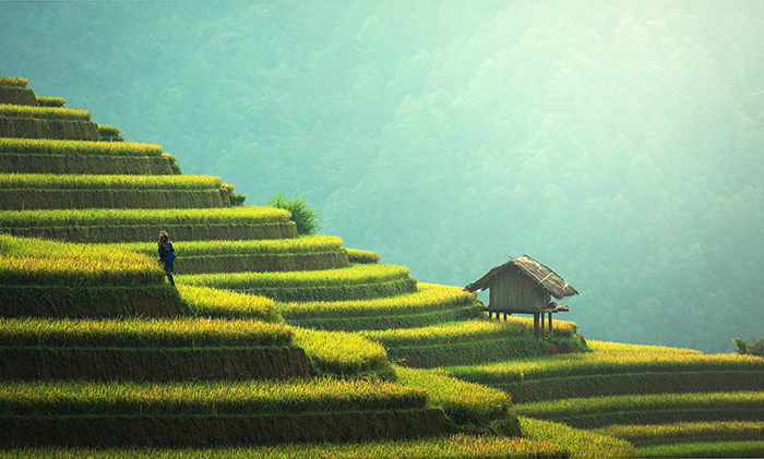 農業機器人 農業機器人